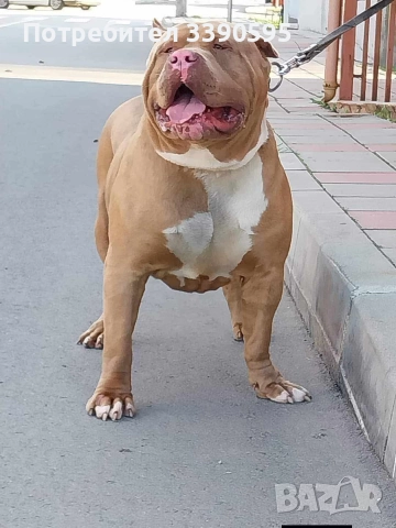 Aмериканско Були Хл , снимка 7 - Питбул - 52688919