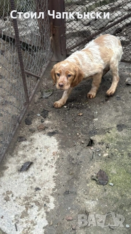 БРЕТОН ШПАНЬОЛ на 3 месеца 