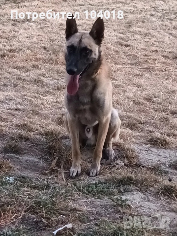 Малиноа белгийска овчарка , снимка 6 - Белгийска овчарка - 53055771