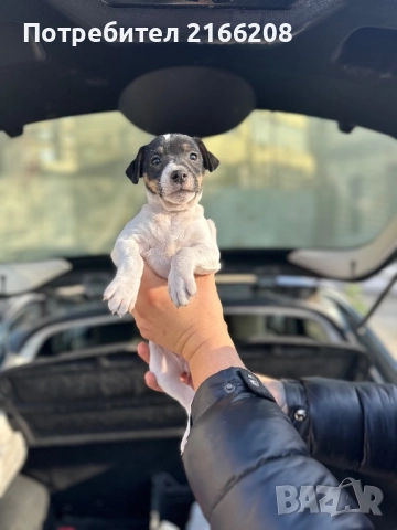 Джак ръсел териер, снимка 7 - Джак ръсел териер - 52748845