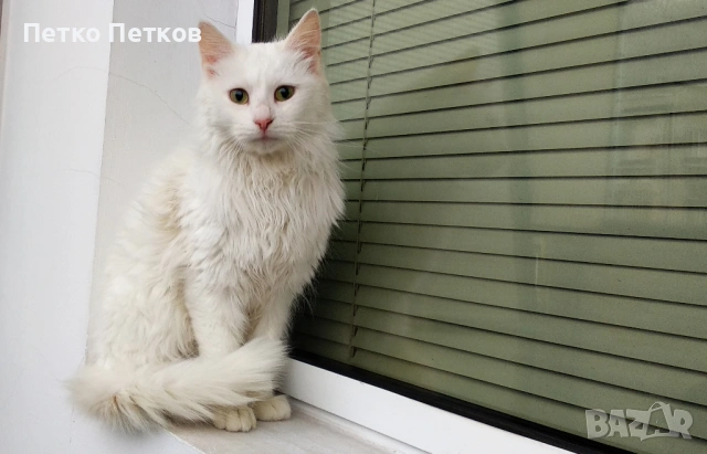 Подарявам бяло коте, снимка 3 - Други - 53061393