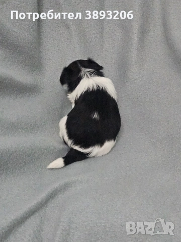 йоркширски териер-бивер, снимка 9 - Йоркширски териер - 52805289