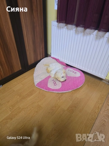 малтипу момче и момиче , снимка 3 - Пудели - 53224082