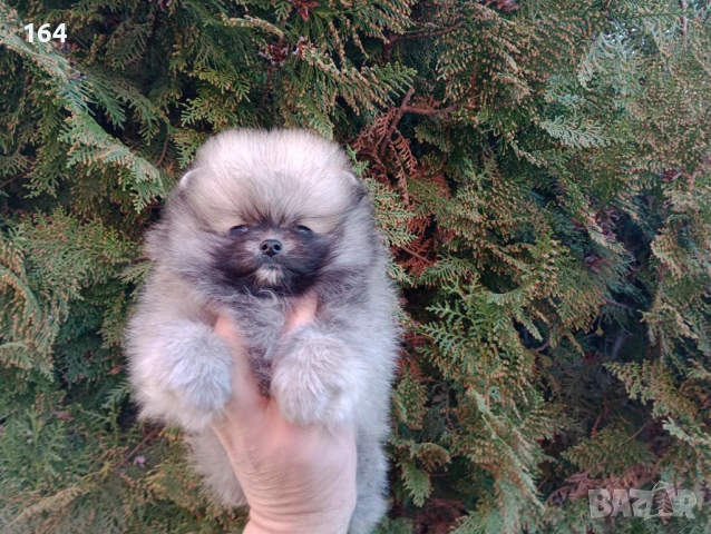 Мини Померан. Реални снимки от 16.03.26 г. Миниатюрно момче . , снимка 3 - Померан - 53866085