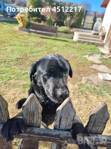 Продавам Лабрадор Ретривър , снимка 1