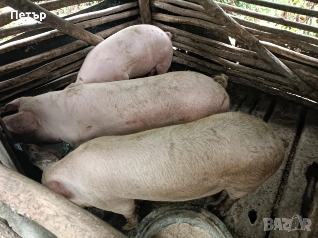 Продавам прасета!