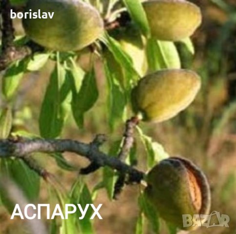 Бадеми сортове Аспарух, Ферадуел, Тексас, Нонпарел и Ференя, снимка 6 - Разсади - 42406746