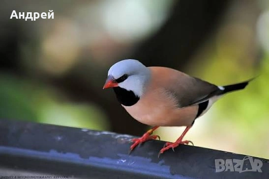 Остроопашати амадини, снимка 2 - Амадини - 53860971