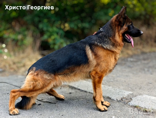 Развъдник”Georgiev Nouse”продава малки чистокръвни немски овчарки женски, снимка 4 - Немска овчарка - 51432181