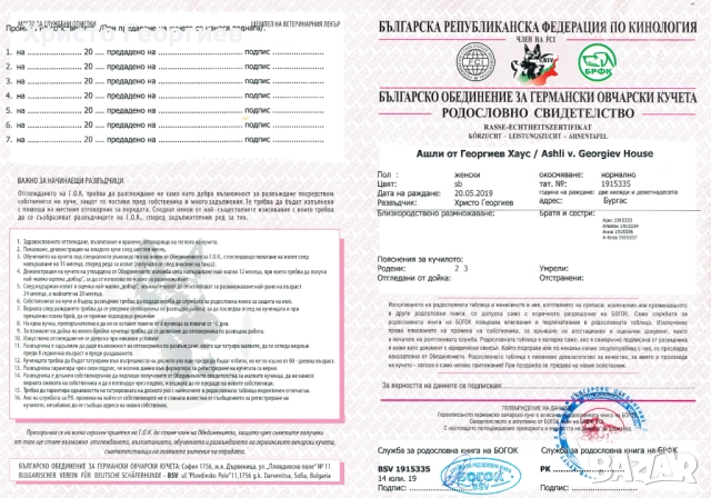 Развъдник”Georgiev Nouse”продава малки чистокръвни немски овчарки женски, снимка 15 - Немска овчарка - 51432181