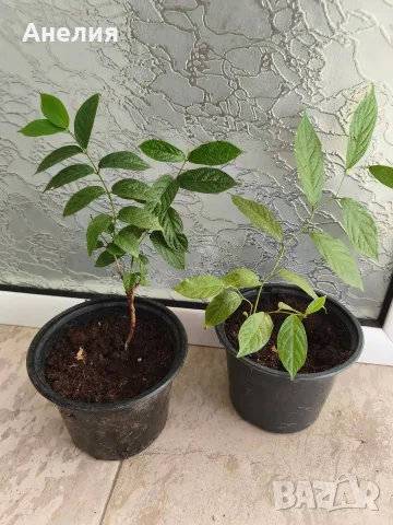 Quisqualis indica или китайски орлови нокти, снимка 5 - Стайни растения - 55977813