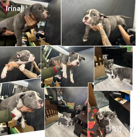 Американско Покет Були