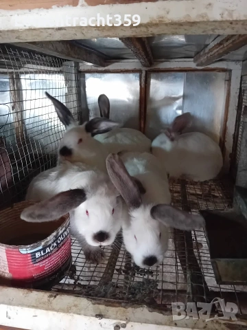 Калифорнийски и новозеландски зайци цика, снимка 10 - Други - 53652104