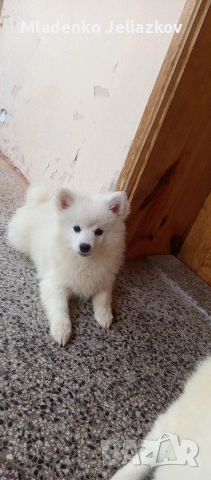 мини шпиц момиченца, снимка 5 - Померан - 53742570