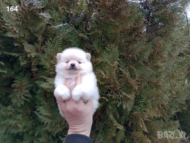 Померанчета. Момичета., снимка 5 - Померан - 53426538