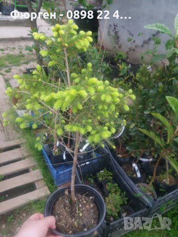 Ела Българска , бор , смърч , бял бор и мура, снимка 7 - Градински цветя и растения - 40955092