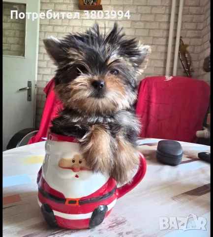 Супер Мини Мини принцеса йоркширски териер / йорки /, снимка 3 - Йоркширски териер - 56162508
