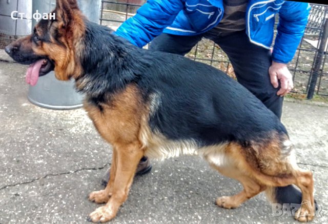 Развъдник за Немско Овчарско Куче