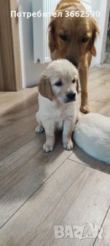 🐾 Малки кученца Голдън Ретривър търсят своите любящи семейства! 🐶❤️, снимка 4 - Голдън ретривър - 55669507