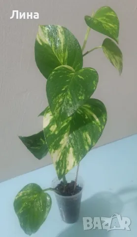 Епипремнум ауреум голдън(Epipremnum aureum golden) , снимка 3 - Стайни растения - 48918246
