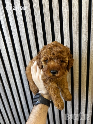 Мини Пудел Момчета / Mini Poodle Boys, снимка 5 - Померан - 55655687
