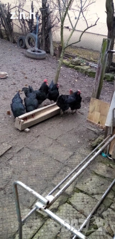 Кокошки и петел Австралорп, снимка 11 - Кокошки и пуйки - 53276015