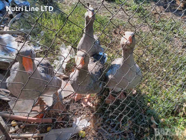 Домашни гъски