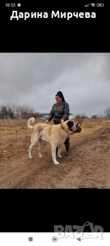 Турски Кангал , снимка 13 - Кангал - 52839191