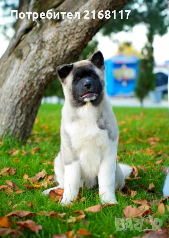 американска акита kученце