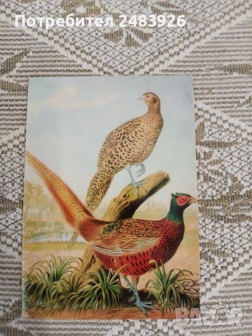 Ловни птици   Георги  Оцетов, снимка 5 - Други - 51148280