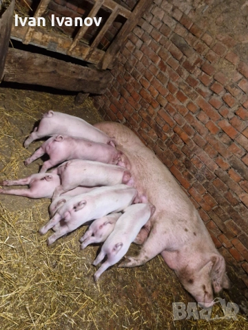 Продавам малки прасенца, снимка 2 - Прасета - 53768603