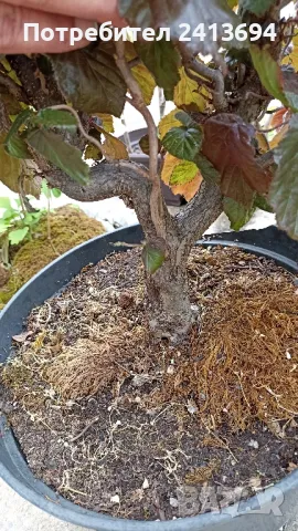 къдрав червен лешник corylus Red Majestic , снимка 4 - Градински цветя и растения - 50167808