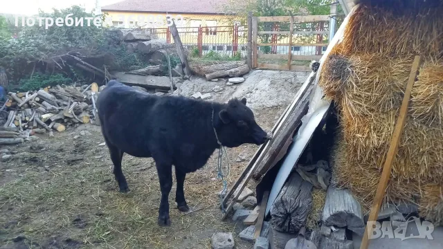 Женско теле за продан