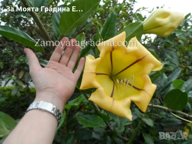 Соландра , снимка 2 - Градински цветя и растения - 53624012