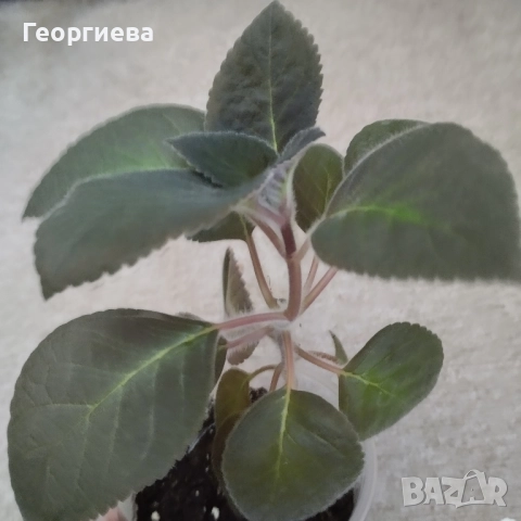 колерия растения и ризоми , снимка 2 - Стайни растения - 51619779