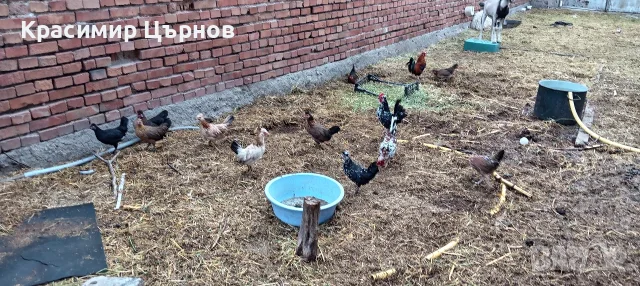продават се декорация 