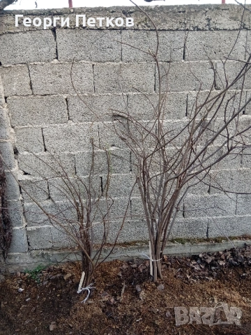 Смокинови фиданки от бяла смокиня., снимка 9 - Градински цветя и растения - 53792056