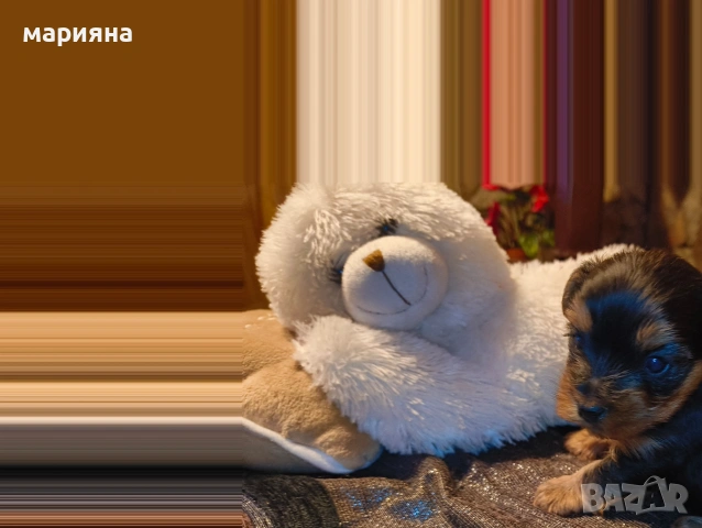 Малък йоркширски господин, снимка 8 - Йоркширски териер - 53622170