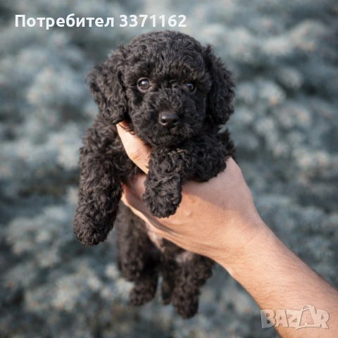 Пудел той , снимка 3 - Пудели - 53812980