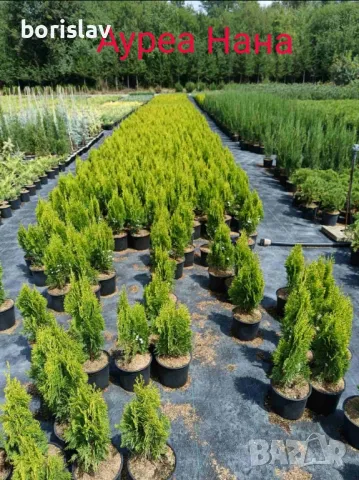 Туя(Смарагд, Фастигията и Ауреа Нана) и кипарис(леилянди, лъже и лимонов) , снимка 7 - Градински цветя и растения - 45443938