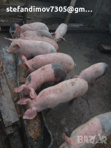 малки прасенца над 25кг., снимка 5 - Прасета - 51862790