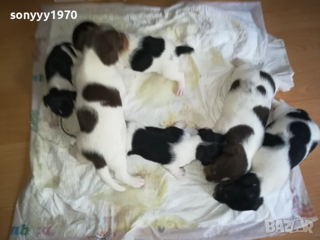 ПРОДАВАМЕ КУТРЕТА-ДЖАК РЪСЕЛ 250ЛВ ЗА 1БР 0309251809, снимка 10 - Джак ръсел териер - 51595617