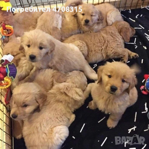 Голдън ретривър момче родословен баща