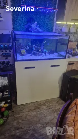 Соленоводен аквариум , снимка 3 - Аквариуми - 48213915