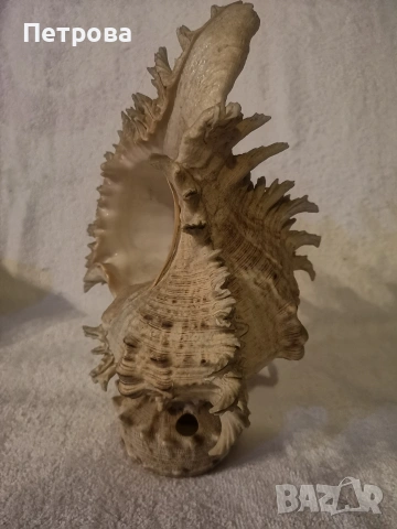 голям рапан-океански естествен. , снимка 3 - Декорация за дома - 53748554