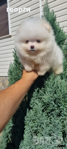 померан мини померанче, снимка 4 - Померан - 51192658