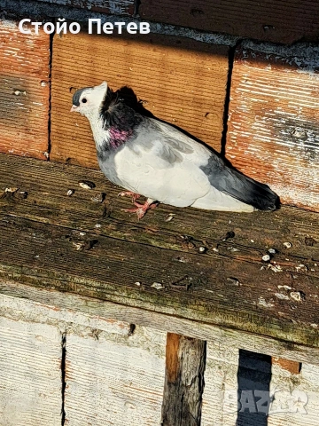 Женски фелигихаз, снимка 3 - Гълъби - 53850065