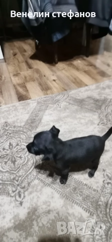 Продават се, снимка 3 - Пинчер - 52618220