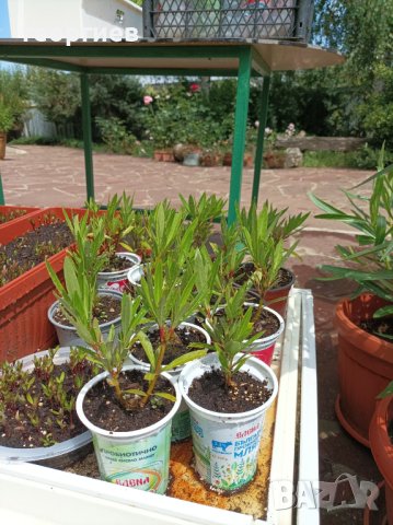 Олеандър/Зокум/Лян/Nerium Oleander, снимка 4 - Градински цветя и растения - 41400632