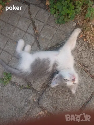 Подарявам котенца , снимка 6 - Други - 56175542